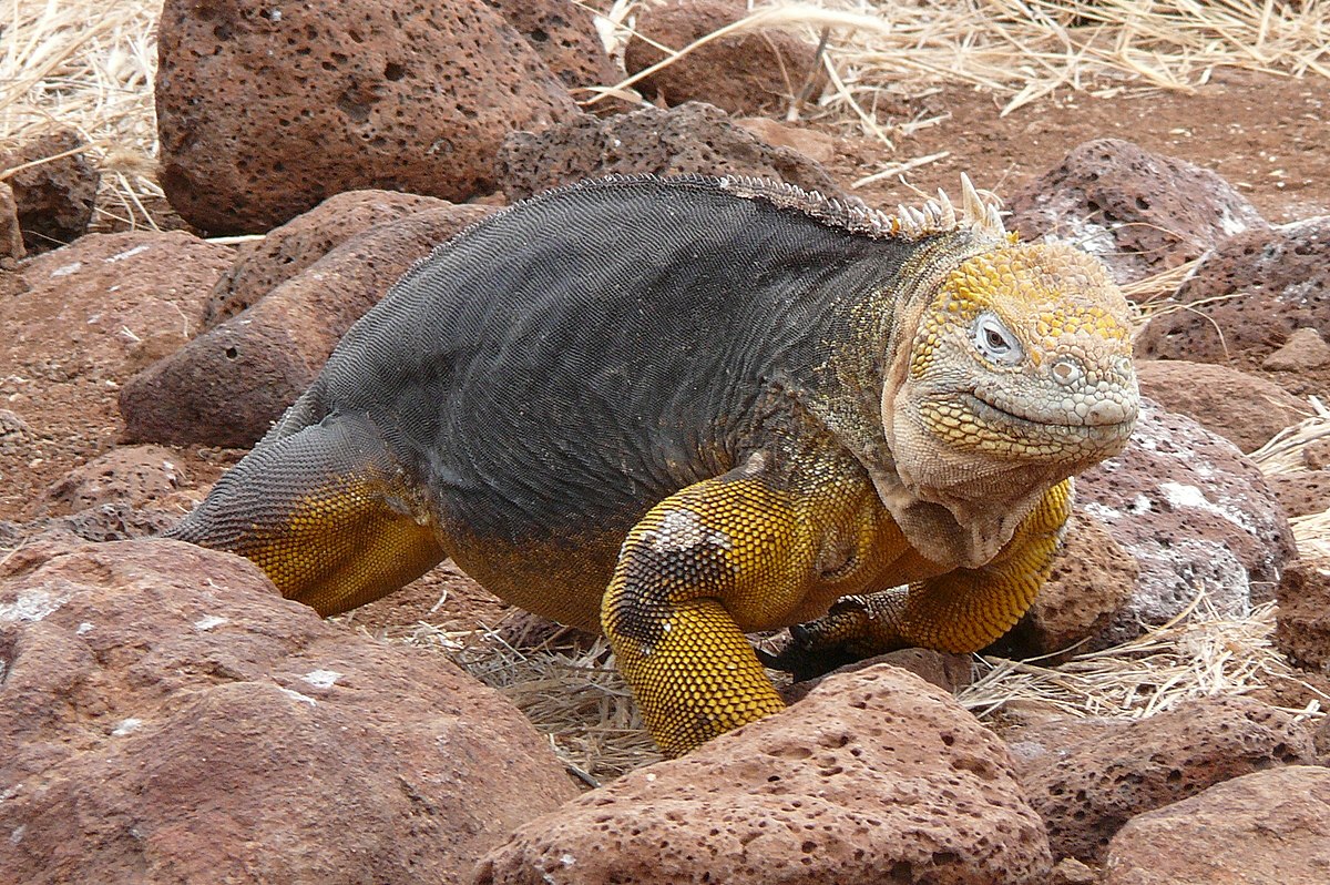 ガラパゴスリクイグアナ Wikipedia