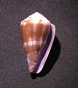 <i>Conus balteatus</i> Species of sea snail