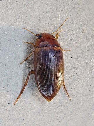 <i>Copelatus caelatipennis</i> Species of beetle