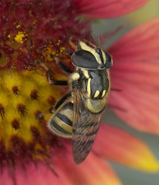 <i>Copestylum vittatum</i> Species of fly