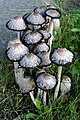 * Nomination Shaggy inkcap (Coprinus comatus), Belgium. -- Lycaon 11:23, 9 February 2008 (UTC) * Promotion Fine, acute ! --B.navez 17:07, 9 February 2008 (UTC) Question: are these edible? -- carol 01:38, 10 February 2008 (UTC) When they are young and the gills are still white, they are actually very nice. Just don't pick them close to busy roads (where unfortunately they seem to like to grow). Lycaon 12:30, 10 February 2008 (UTC)