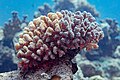 * Nomination Coral (Pocillopora verrucosa), Red Sea, Egypt --Poco a poco 06:21, 3 July 2023 (UTC) * Promotion  Support Good quality. --Ermell 06:25, 3 July 2023 (UTC)