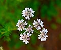 * Nomination Flowers of Coriandrum sativum (Coriander). --BRPever 06:22, 10 October 2021 (UTC) * Decline  Oppose It lacks sharpness, sorry, not a QI to me --Poco a poco 07:04, 10 October 2021 (UTC)