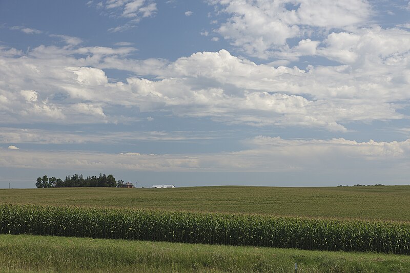 File:Corn Field (9622254931).jpg