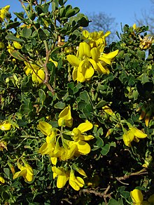 Coronilla valentina 170208.jpg