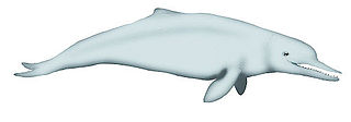 <i>Cotylocara</i> Extinct genus of odontocete cetaceans