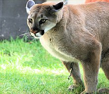 Un Puma concolor ou cougar.
