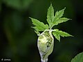 Cow Parsnip