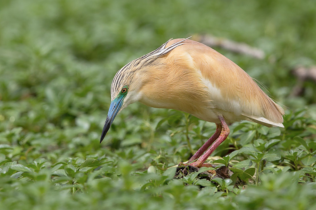 Squacco heron