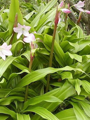 Bush hook lily (Crinum moorei)