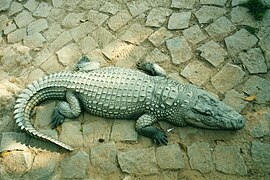 Crocodylus niloticus -Tsimbazaza Zoo, Antananarivo.