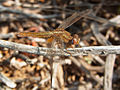 Feuerlibelle (Crocothemis erythraea)