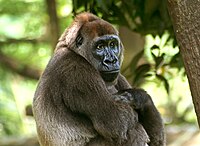 Gorilla gorilla diehli, Cross-river gorilla, female at Limbe Wildlife Centre, Cameroon.