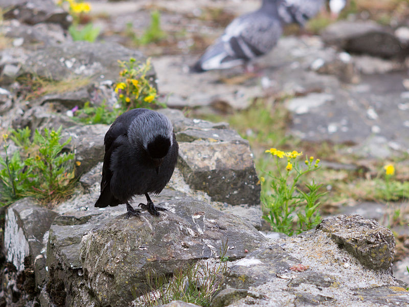 File:Crow preening (7827248400).jpg