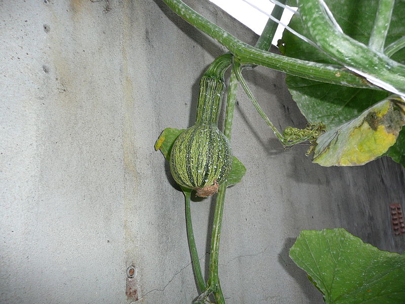 File:Cucurbita argyrosperma "calabaza rayada o cordobesa" (Florensa) fruto F11 20160309 pétalos marchitos pedúnculo oidio.JPG