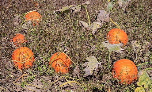 Cucurbita pepo Fruits