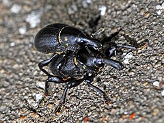 Liparus coronatus mating Curculionidae - Liparus coronatus (mating)-001.JPG