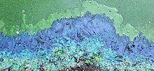Cyanobacteria in the water and on shoreline, St Margaret's Loch, Holyrood Park, Edinburgh.jpg