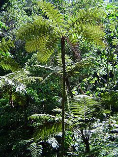 <i>Cyathea manniana</i> species of plant