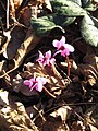 Cyclamen coum flowers