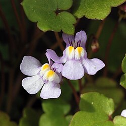 Rauniokilkka (Cymbalaria muralis)