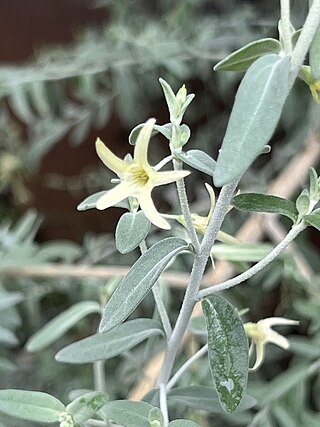 <i>Cyphanthera albicans</i> Species of plant