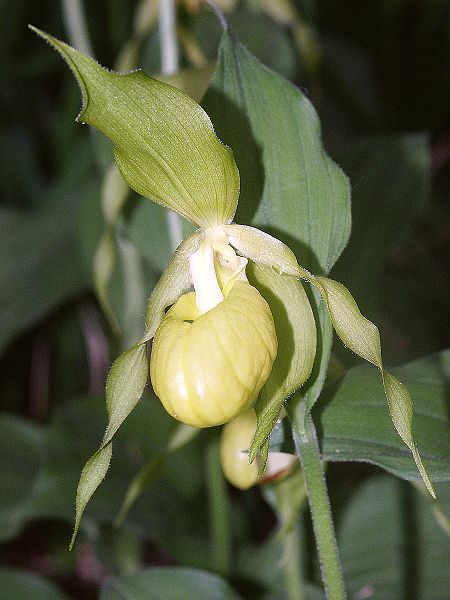 File:Cypripedium calceolus gelb 260507.jpg