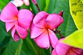 พันธุ์ไม้ในตระกูลลีลาวดี กลีบดอกสีชมพูทั้งดอก - ลีลาวดีพบในประเทศไทย