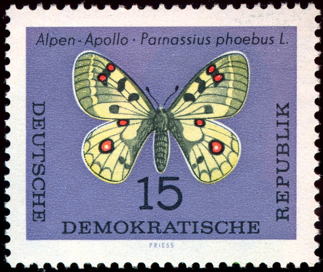 Parnassius sacerdos