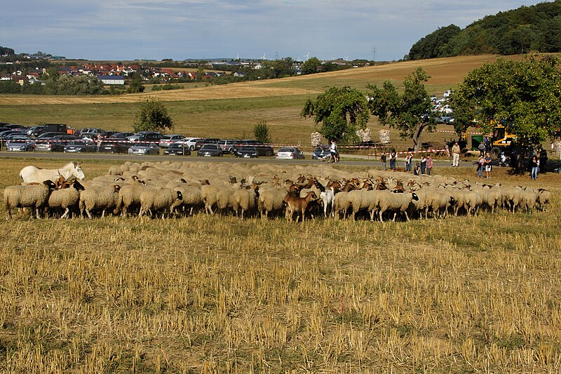 File:DSC02452 Gemischte Herde - Rhönschaf, Coburger Fuchs, Kamerunschaf, Ziegen und ein Esel mit Schäfer.jpg