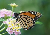 Danaus plexippus (male) (Nymphalidae) Monarch Butterfly