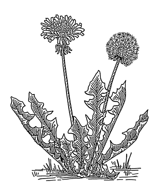 File:Dandelion (PSF).png