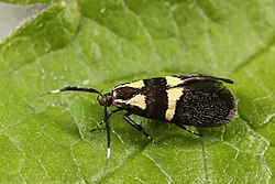 Dasycera oliviella (Oecophoridae), Loonse en Drunense Duinen, Holland.jpg