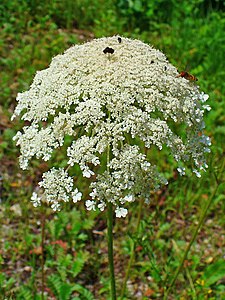 Daucus carota Inflorescence