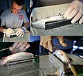 Dave Smith fish-suturing collage (8595557989).jpg
