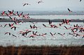 Flamingoer på flugt i Comacchio-dalene (Phoenicopterus roseus)