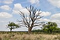 * Nomination Deelerwoud, (the eastern part.) Dead oak on a heathland. --Agnes Monkelbaan 04:00, 29 June 2024 (UTC) * Promotion  Support Good quality. --Plozessor 04:13, 29 June 2024 (UTC)