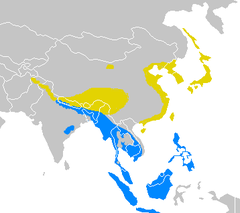 Em amarelo: breeding range (falta tradução) Em azul: wintering range (falta tradução)