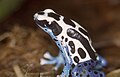 Dendrobates tinctorius08.jpg