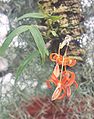 Dendrobium unicum