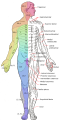 Major dermatomes and cutaneous nerves (anterior view).