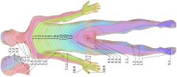 Dermatomes labeled, male back 3d-shaded lying