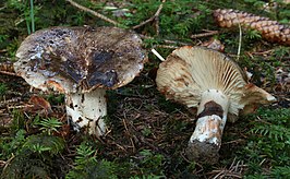 Grofplaatrussula