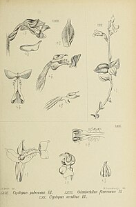 fig. 69 Cystopus pubescens Pristiglottis pubescens fig. 70 Cystopus occultus Pristiglottis occulta fig. 71 Odontochilus flavescens Anoectochilus flavescens