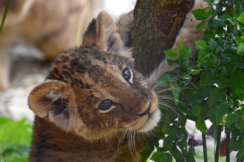 File:Dierenpark Emmen Lion cub (9576831430).jpg