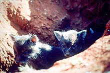 Dingo pups found just metres east of the Dingo Fence in 1976 Dingo pups just metres east of the Dingo Fence.in 1976.jpg