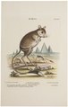 Dipus aegyptius - 1700-1880 - Print - Iconographia Zoologica - Special Collections University of Amsterdam - UBA01 IZ20500015.tif