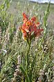 Disa erubescens Tanzania Kitulo National Park