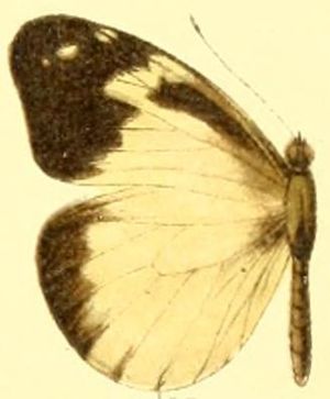 Female Dismorphia lewyi leonora female.JPG