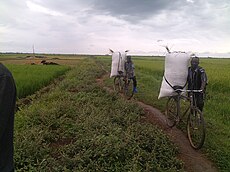 Two men stand with their bicycles in a field. A large white bag full of just-harvested rice sits atop the bicycle seat.